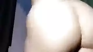 الحمار العربي الكبير رقص الحمار