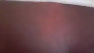 اللاتينية / العربية الديك