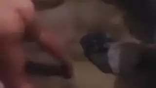 عربي مصري