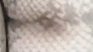 الديوث العربي